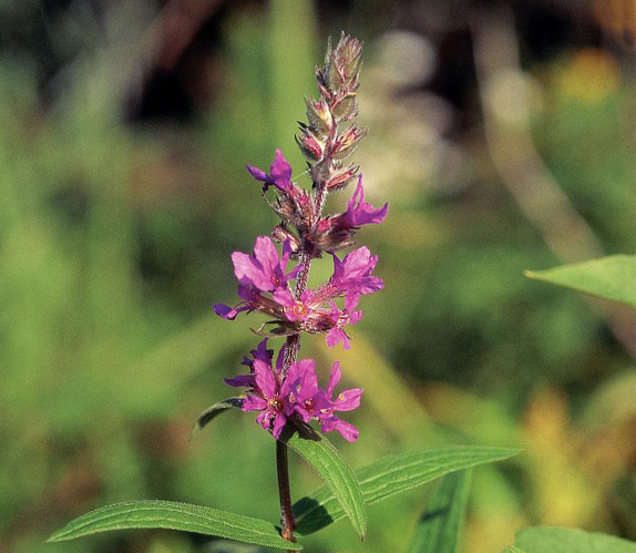 Salicaire commune, Salicaire pourpre &copy; Parc national des Ecrins