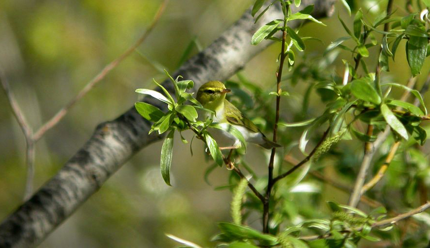 Pouillot siffleur &copy; Damien Combrisson - Parc national des Ecrins