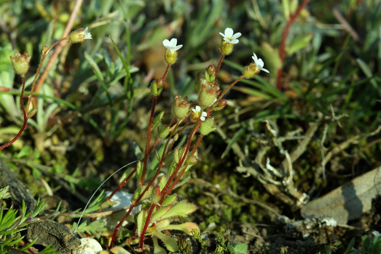 Saxifrage à trois doigts, Petite saxifrage &copy; Cédric Dentant - Parc national des Ecrins