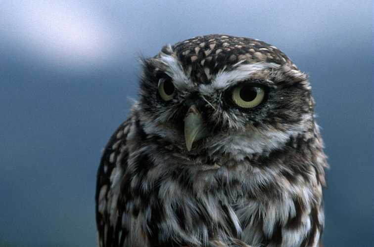 Chouette chevêche, Chevêche d'Athéna © Marc Corail - Parc national des Ecrins