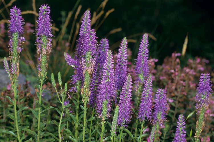 Véronique en épi &copy; Bernard Nicollet - Parc national des Ecrins