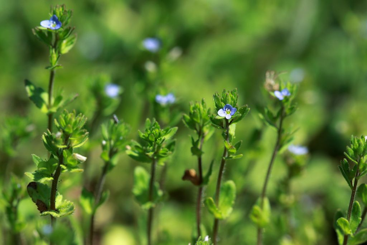 Véronique des champs, Velvote sauvage &copy; Cédric Dentant - Parc national des Ecrins