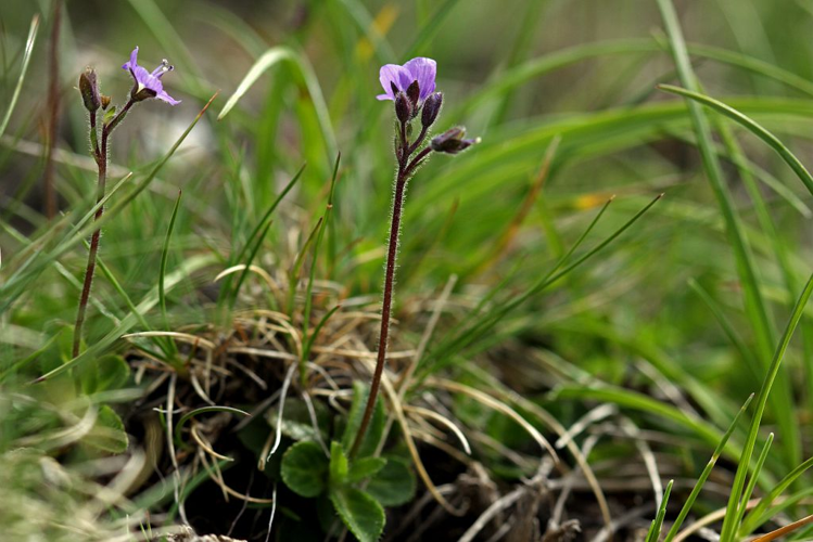 Véronique à tige nue, Véronique aphylle &copy; Cédric Dentant - Parc national des Ecrins