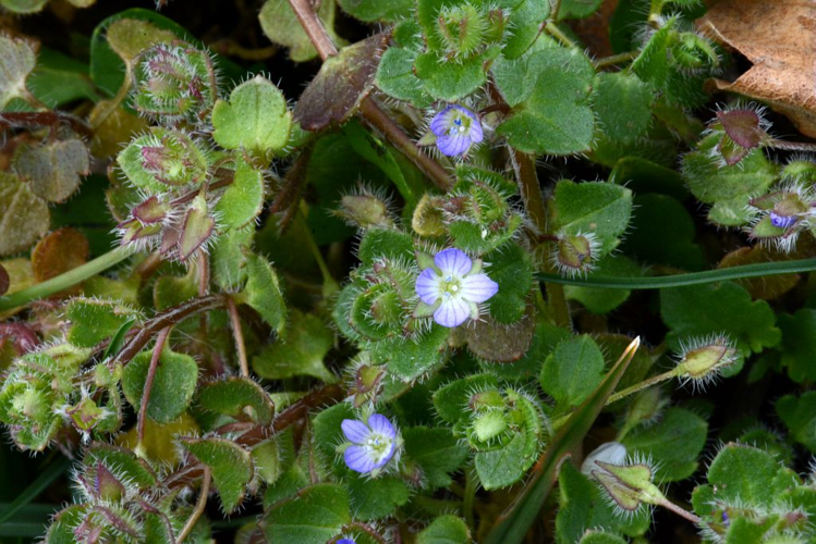 Véronique à feuilles de lierre &copy; Bernard Nicollet - Parc national des Ecrins