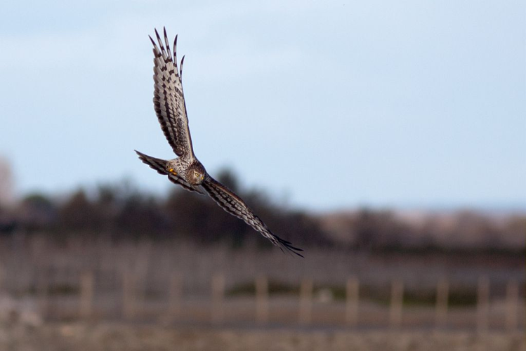 Busard Saint-Martin femelle &copy; Pascal Saulay - Parc national des Ecrins