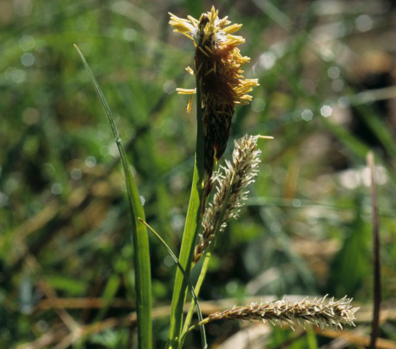 Laîche glauque, Langue-de-pic &copy; Bernard Nicollet - Parc national des Ecrins