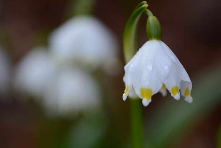 Nivéole de printemps, Nivéole printanière &copy; Dominique Vincent - Parc national des Ecrins