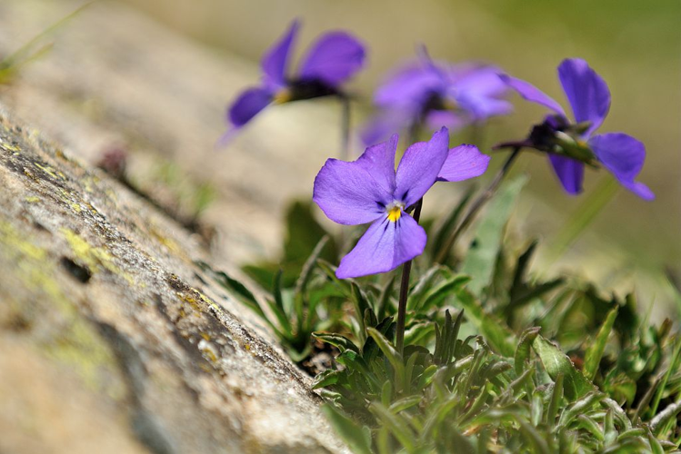 Pensée éperonnée &copy; Mireille Coulon - Parc national des Ecrins