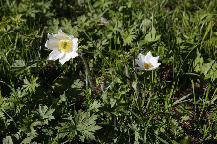 Anémone blanche © Thierry Maillet - Parc national des Ecrins