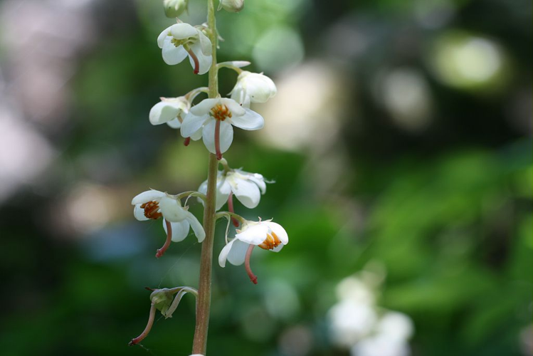 Pyrole à feuilles rondes, Pirole à feuilles rondes &copy; Marie-Geneviève Nicolas - Parc national des Ecrins