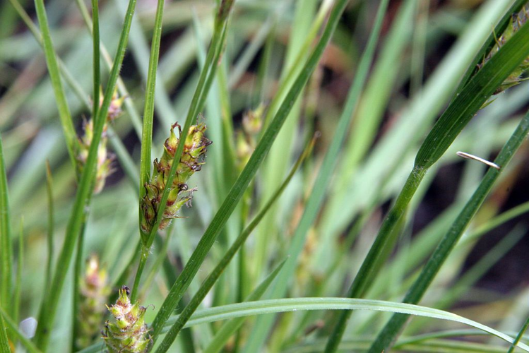 Laîche hérissée &copy; Marc Corail - Parc national des Ecrins