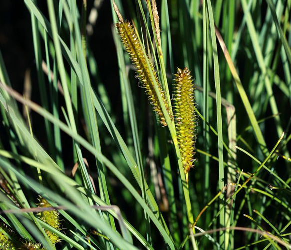 Laîche à bec, Laîche en ampoules &copy; Cédric Dentant - Parc national des Ecrins