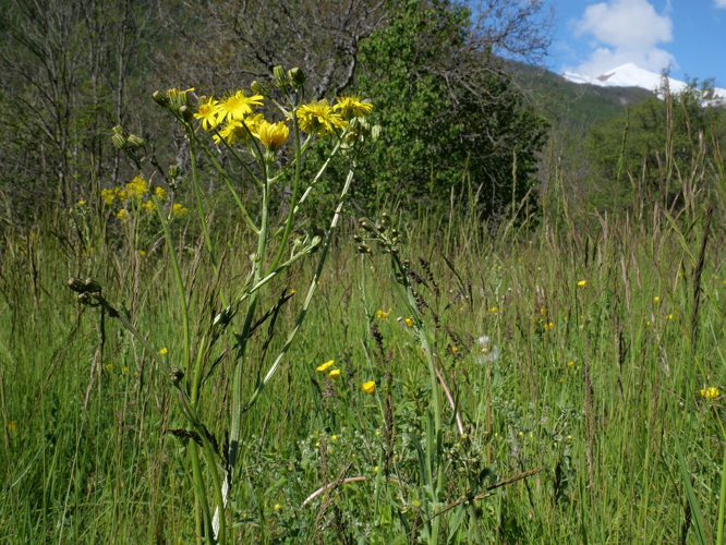 Crépide à feuilles de pissenlit, Barkhausie à feuilles de Pissenlit &copy; Marie-Geneviève Nicolas - Parc national des Ecrins