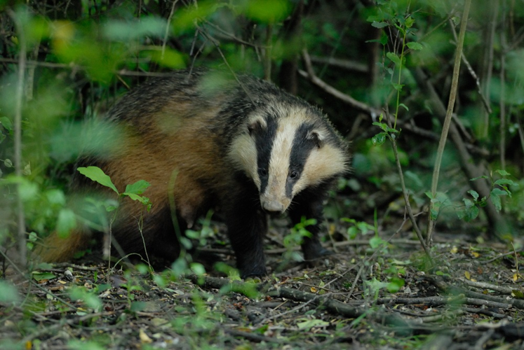 Blaireau européen &copy; Johann Rosset - RNN Haute Chaîne du Jura