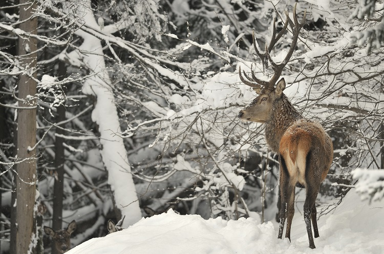 Cerf élaphe &copy; Clovis Duraffourg - RNN Haute Chaîne du Jura