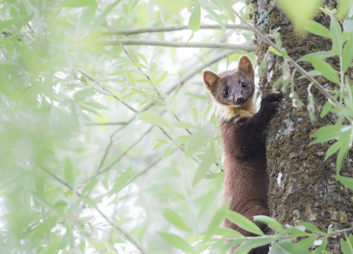 Martre des pins &copy; Joffrey Ever - RNN Haute Chaîne du Jura