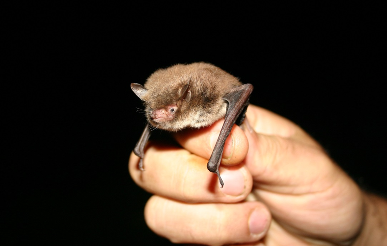 Murin de Daubenton &copy; RNN Haute Chaîne du Jura