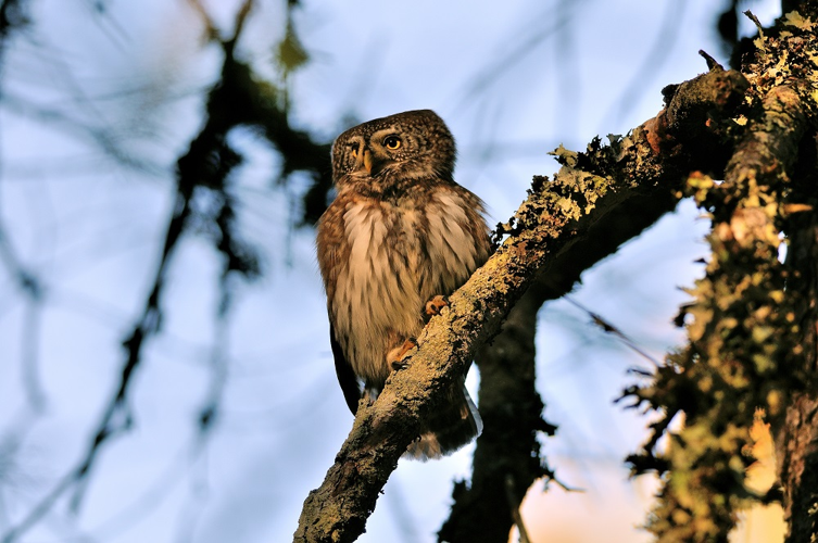 Chevêchette d'Europe © Clovis Duraffourg - RNN Haute Chaîne du Jura