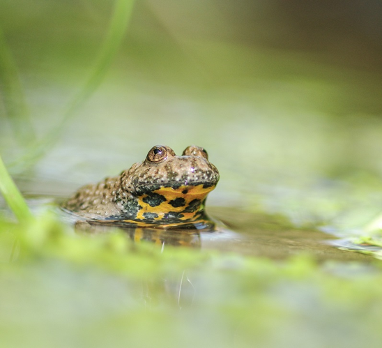 Sonneur à ventre jaune &copy; Joffrey Ever - RNN Haute Chaîne du Jura