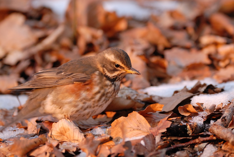 Grive mauvis &copy; Johann Rosset - RNN Haute Chaîne du Jura