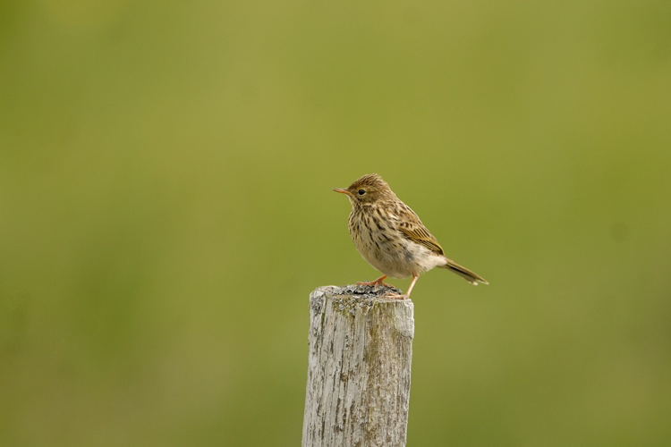 Pipit farlouse &copy; Johann Rosset - RNN Haute Chaîne du Jura