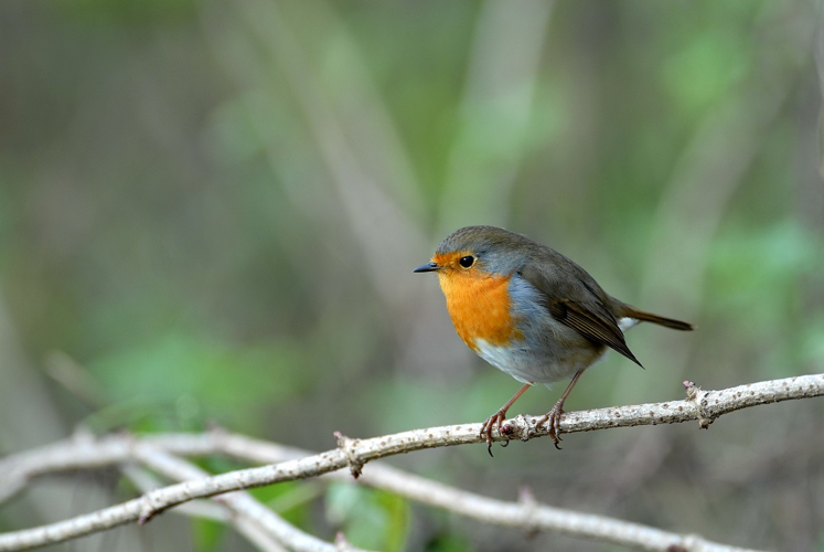 Rougegorge familier &copy; Johann Rosset - RNN Haute Chaîne du Jura