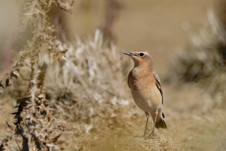 Traquet motteux femelle &copy; Johann Rosset - RNN Haute Chaîne du Jura